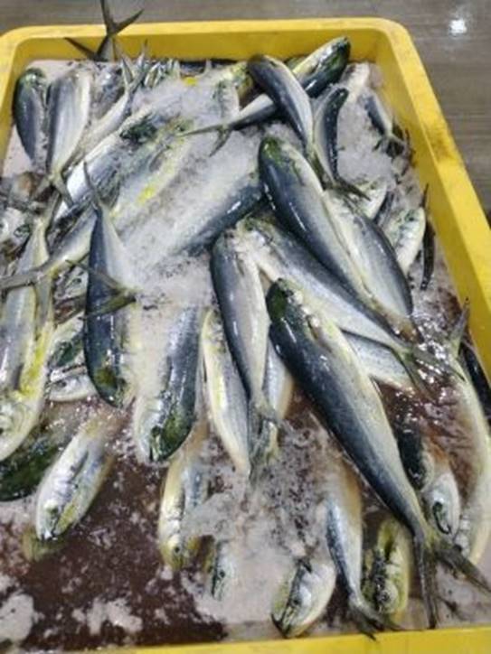 Offer of frozen MAHI MAHI whole round JAPAN Origin. 221122 ??? BULK ?? 0300