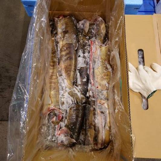 Offer of frozen wild caught CHUM SALMON H&G JAPAN Origin